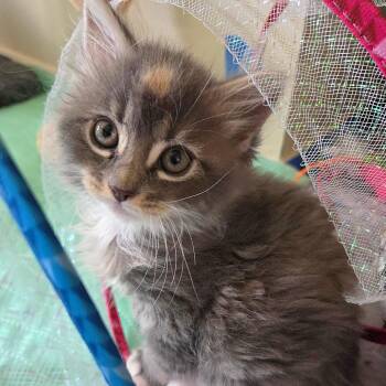 Poi -  Domestic Medium Hair Cat for Adoption in Keizer, Oregon - Poi | PetCurious