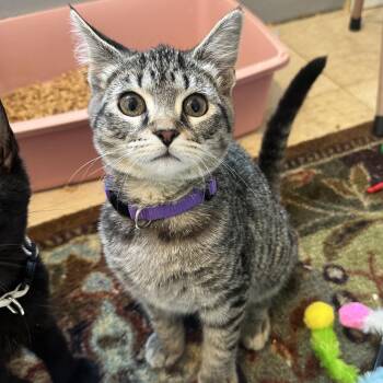 Diva CAQ -  Domestic Short Hair Cat for Adoption in Union, Missouri - Diva CAQ | PetCurious