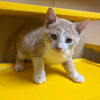 Edd -  Domestic Short Hair Cat for Adoption in Maryville, Missouri - Edd | PetCurious