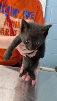 Holstein -  Domestic Short Hair Cat for Adoption in Evansville, Indiana - Holstein | PetCurious