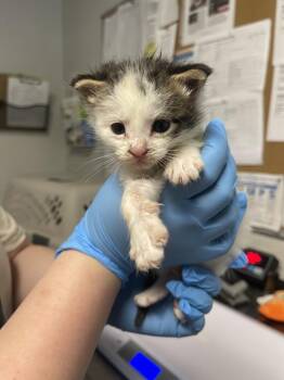 Samantha -  Domestic Short Hair Cat for Adoption in Bolivar, Missouri - Samantha | PetCurious