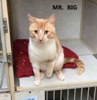 Domestic Short Hair Cats Available for Adoption in Washington, Georgia - Mr. Big | PetCurious