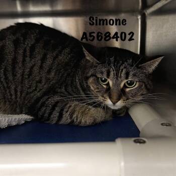 SIMONE -  Domestic Short Hair Cat for Adoption - SIMONE | PetCurious