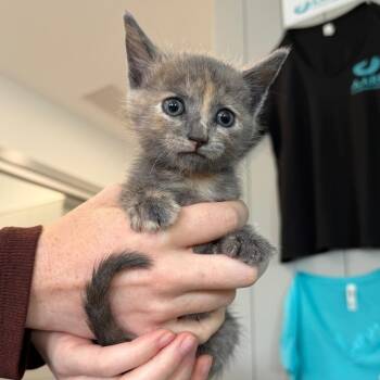 Michelangela -  Domestic Short Hair Cat for Adoption in Winston-salem, North Carolina - Michelangela | PetCurious