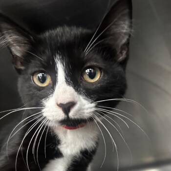 Chris -  Domestic Short Hair Cat for Adoption in Chicago, Illinois - Chris | PetCurious