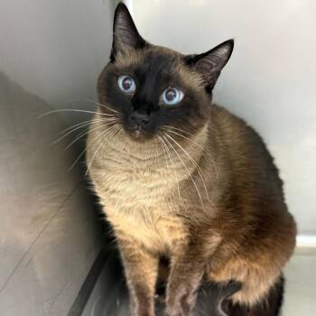 Tango -  Siamese Cat for Adoption in Casa Grande, Arizona - Tango | PetCurious