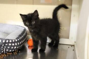 Domestic Short Hair Cats Available for Adoption in Kansas City, Missouri - Ding Dong | PetCurious
