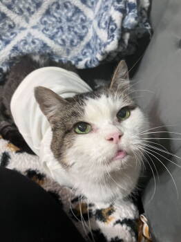 Rescue Domestic Short Hair and Tabby Cats for Adoption in Williamsburg, Iowa - Princess | PetCurious