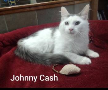 Johny Cash -  Domestic Long Hair Cat for Adoption in Wyandotte, Michigan - Johny Cash | PetCurious