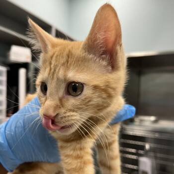 Maia -  Domestic Short Hair Cat for Adoption in Greensboro, North Carolina - Maia | PetCurious