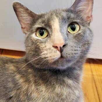 Miss Gravy -  Domestic Short Hair Cat for Adoption in St. Louis, Missouri - Miss Gravy | PetCurious