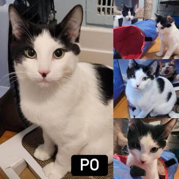 Domestic Short Hair Cats Available for Adoption - Po | PetCurious