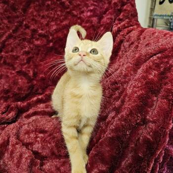 Hazel -  Domestic Short Hair and Tabby Cat for Adoption in Searcy, Arkansas - Hazel | PetCurious