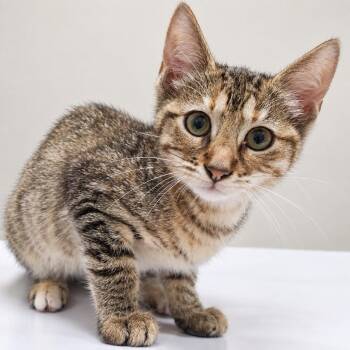 Ava -  Domestic Short Hair Cat for Adoption in Austin, Texas - Ava | PetCurious