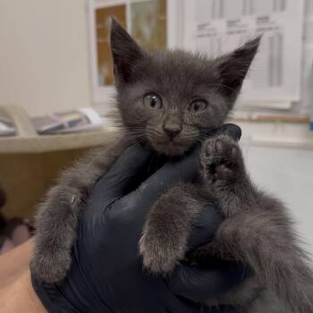 Cloudy -  Domestic Short Hair Cat for Adoption in Philadelphia, Pennsylvania - Cloudy | PetCurious
