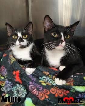Arturo -  Domestic Short Hair Cat for Adoption in Maryville, Tennessee - Arturo | PetCurious