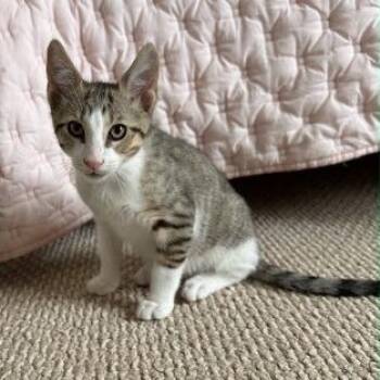 Yoshi -  Domestic Short Hair Cat for Adoption in New York, New York - Yoshi | PetCurious