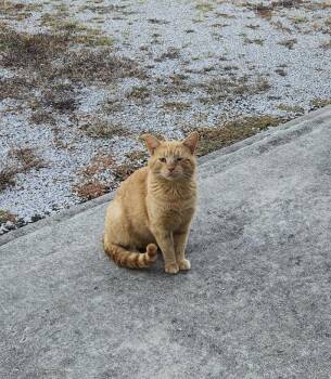 Rescue American Shorthair Cats for Adoption in Washington, Indiana - Red | PetCurious