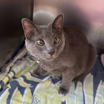 Reese -  Domestic Short Hair Cat for Adoption in Council Bluffs, Iowa - Reese | PetCurious