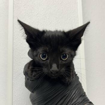 Guppy -  Domestic Short Hair Cat for Adoption in Abilene, Texas - Guppy | PetCurious