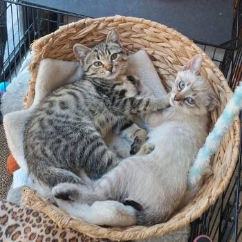 Pooky -  Domestic Short Hair Cat for Adoption in Grantsville, Utah - Pooky | PetCurious