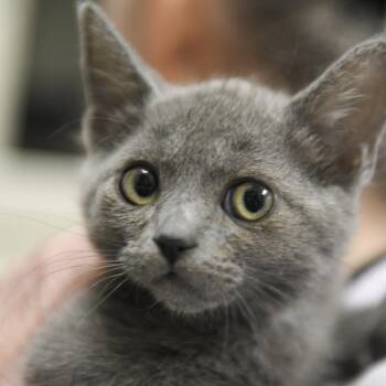 Homer -  Domestic Short Hair Cat for Adoption in Redwood City, California - Homer | PetCurious