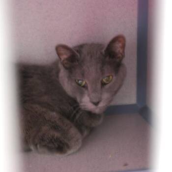 Domestic Short Hair Cats Available for Adoption - Ruddiger | PetCurious