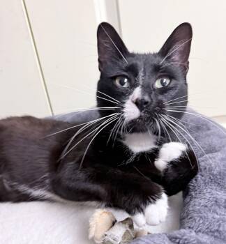 Scott -  American Shorthair Cat for Adoption in Philadelphia, Pennsylvania - Scott | PetCurious