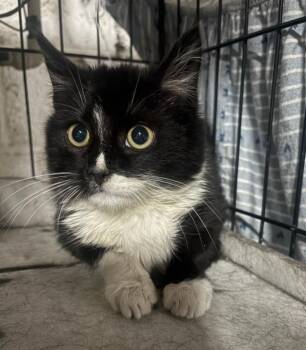 Domestic Short Hair Cats Available for Adoption - Mr. Moo | PetCurious