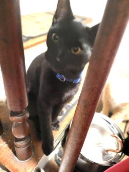 Rescue American Shorthair and Bombay Cats for Adoption in Bennington, Vermont - Tiny | PetCurious