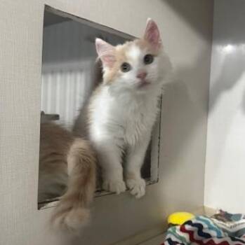 Huzzah, Ta-Dah and Yippee -  Domestic Medium Hair Cat for Adoption in Hutchinson, Minnesota - Huzzah, Ta-Dah And Yippee | PetCurious