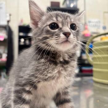 Wasabi 25C26 -  Domestic Long Hair Cat Available for Adoption in Napoleon, Ohio - Wasabi 25C26 | PetCurious