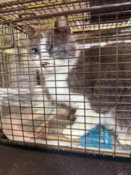 Domestic Short Hair Cats Available for Adoption - ULA | PetCurious