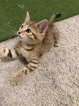 Peanut -  Domestic Short Hair Cat for Adoption in Wheaton, Illinois - Peanut | PetCurious