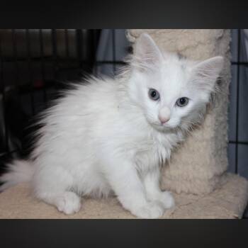 Maine Coon and Domestic Long Hair Cats Available for Adoption in Fresno, California - Redford  | PetCurious
