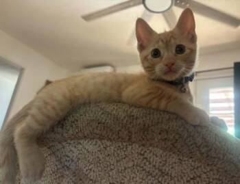 Sunny -  Domestic Short Hair Cat for Adoption in Visalia, California - Sunny | PetCurious