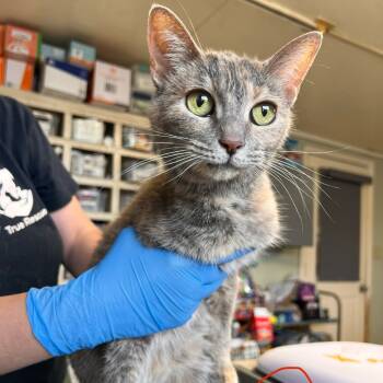 Rescue Domestic Short Hair Cats for Adoption in Mt. Juliet, Tennessee - Mystic | PetCurious