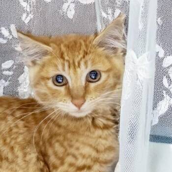 Florence -  Domestic Medium Hair and Domestic Short Hair Cat for Adoption in Camano, Washington - Florence | PetCurious