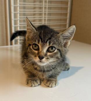 Nori -  Tabby and Domestic Short Hair Cat for Adoption in Buford, Georgia - Nori | PetCurious