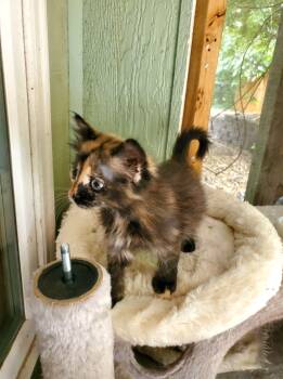 Whiskey -  Domestic Long Hair Cat for Adoption in Manhattan, Kansas - Whiskey | PetCurious