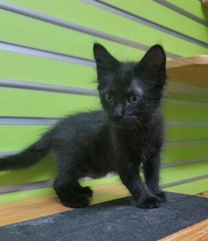 DENNIS -  Domestic Short Hair Cat for Adoption in St. Peters, Missouri - DENNIS | PetCurious