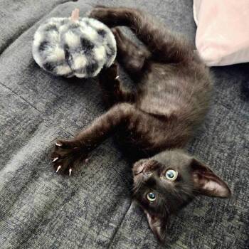 Ysidro* -  Domestic Short Hair Cat for Adoption in San Gabriel, California - Ysidro* | PetCurious