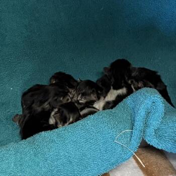 Domestic Long Hair Cats Available for Adoption in Redwood City, California - Sunny | PetCurious