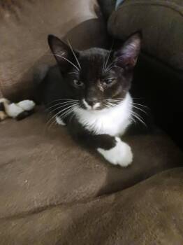 Tipsy (new) -  Domestic Short Hair Cat for Adoption in Zephyrhills, Florida - Tipsy (new) | PetCurious