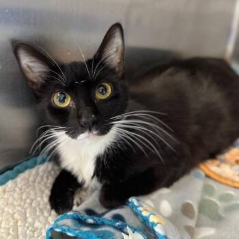 Domestic Short Hair Cats Available for Adoption in Asheville, North Carolina - Thelma | PetCurious