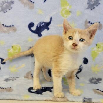 Pringles -  Domestic Short Hair Cat for Adoption in Austin, Texas - Pringles | PetCurious