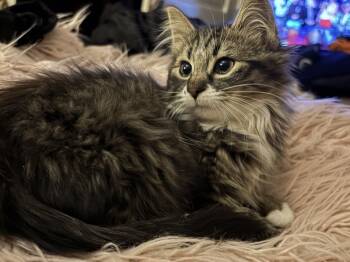 Rescue Domestic Short Hair and Domestic Long Hair Cats for Adoption in Plymouth, Michigan - Kisses | PetCurious