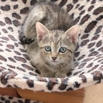 Olga -  Domestic Short Hair Cat Available for Adoption in Jupiter, Florida - Olga | PetCurious