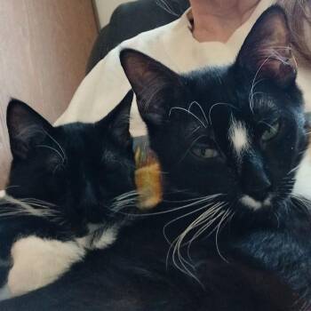 Rescue Domestic Short Hair and Tuxedo Cats for Adoption in Farmington, Minnesota - Raven And Falcon | PetCurious