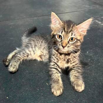 Moana -  Domestic Long Hair Cat for Adoption in Milton, Delaware - Moana | PetCurious